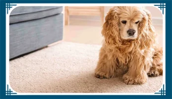 Complete Guide For Rug Odor Removal For Nassau