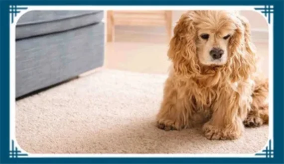 Complete Guide For Rug Odor Removal For Nassau