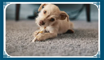 Pet Stain & Odor Removal